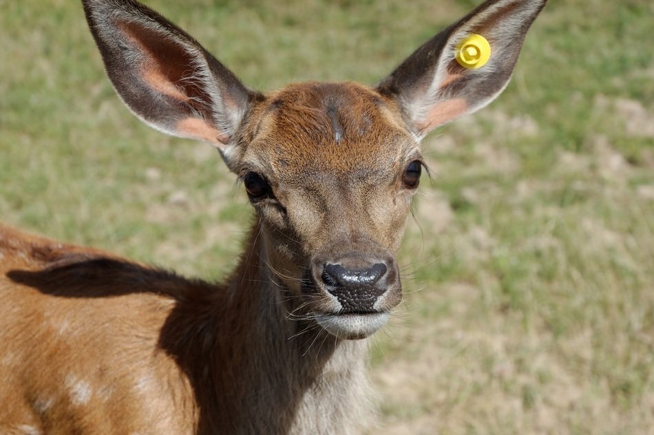 Suede Animal in Zoo