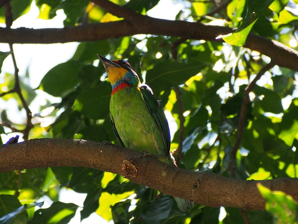 colorful woodpecker on the tree