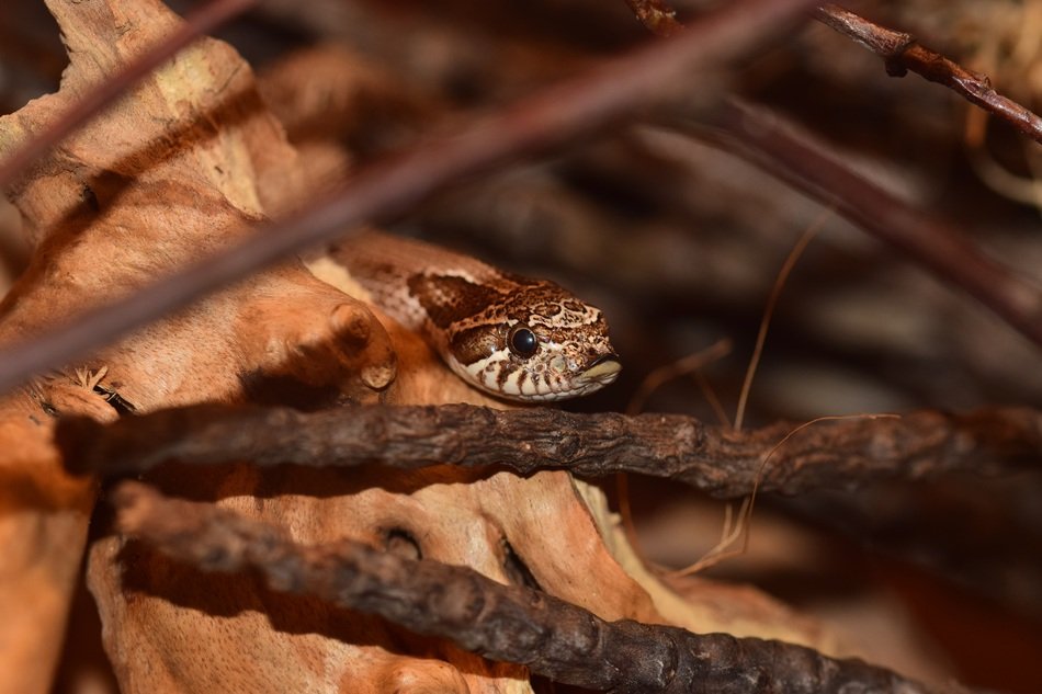 snake head among the branches in the terrarium