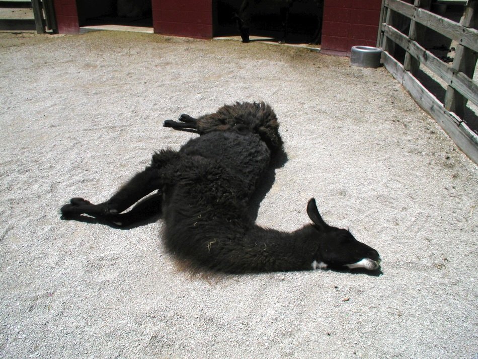 sleeping llama in the pen