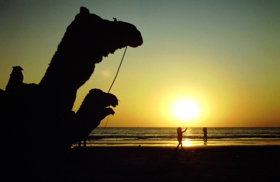 walking camels at the sunset
