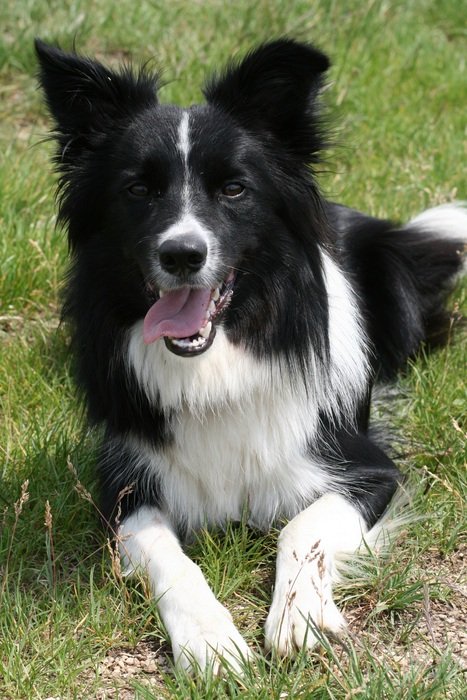 black and white herding dog