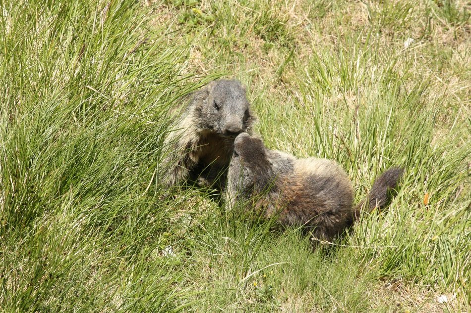 Marmots kissing