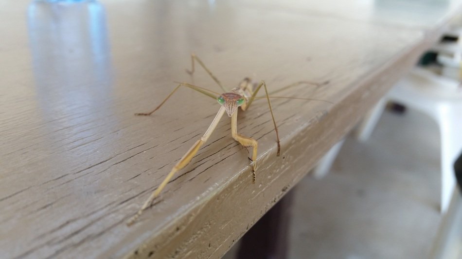 praying mantis in the table