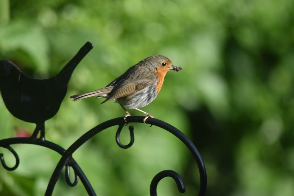 robin sits on an iron rod