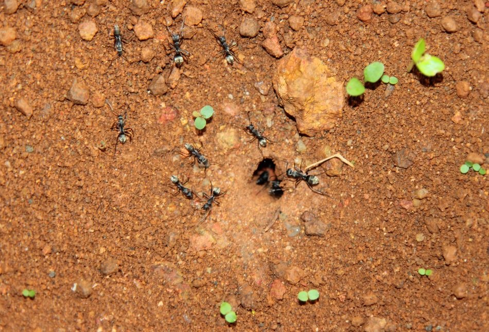 Big black ants in the wildlife