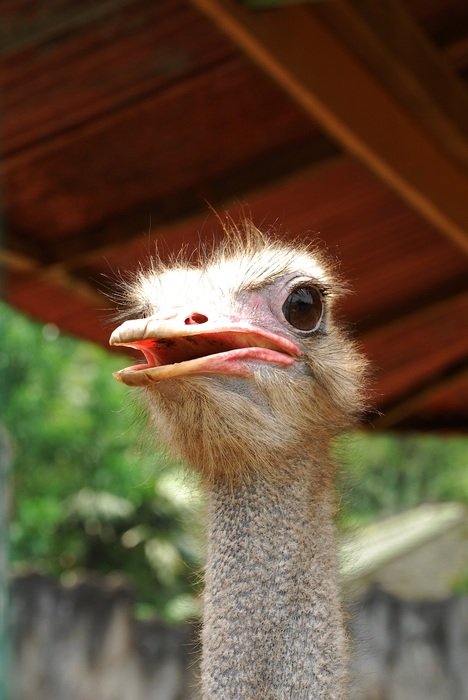 ostrich in the aviary