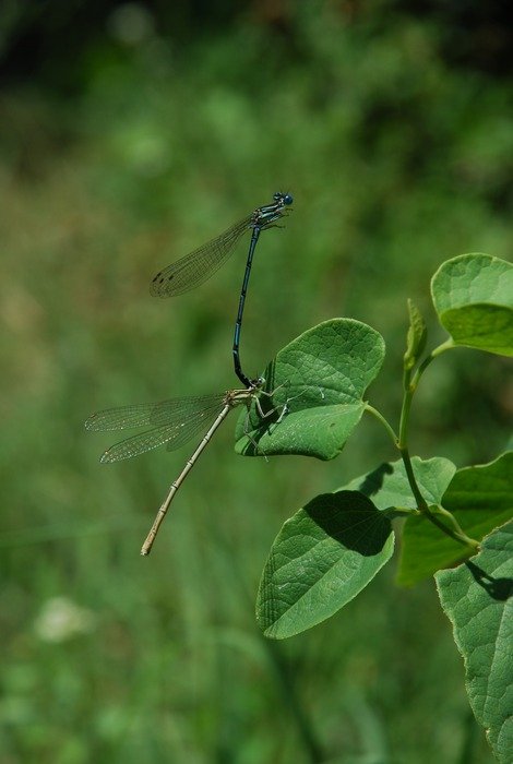 dragonflies on the bush