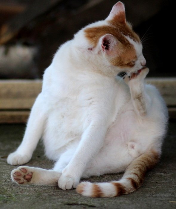 washing white and red cat