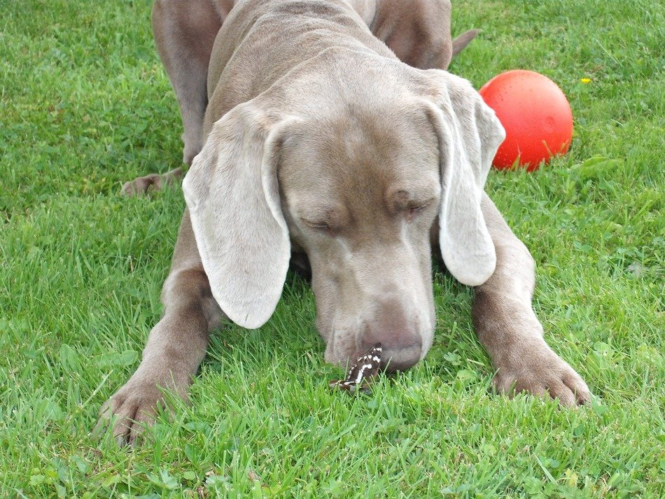 Butterfly at cute colorful Weimaraner Dogâs nose and red ball on the grass