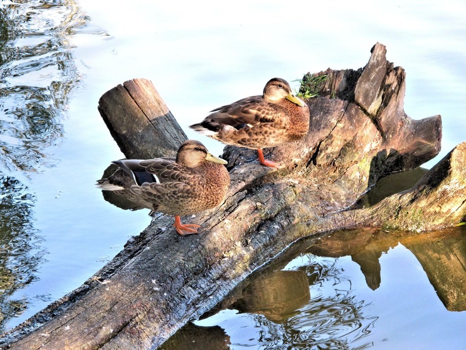 ducks on a tree trunk by the pond