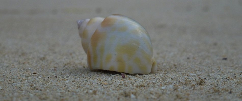 Colorful and beautiful shell on the warm sand