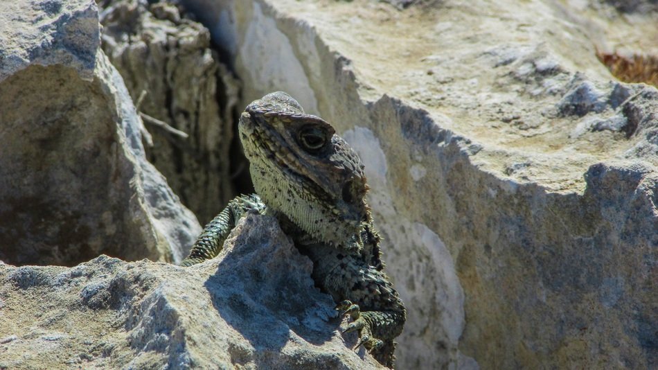 lizard climbing on the stone