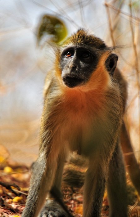 Baboon Chamka Monkey
