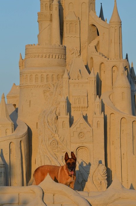 amazing sand castle and malinois