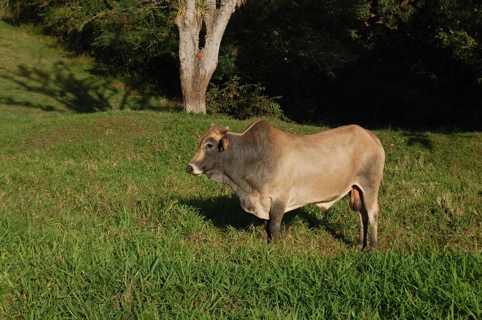 Picture of the cow is on a meadow