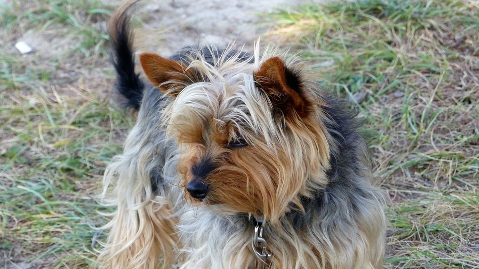 cute domestic dog with collar