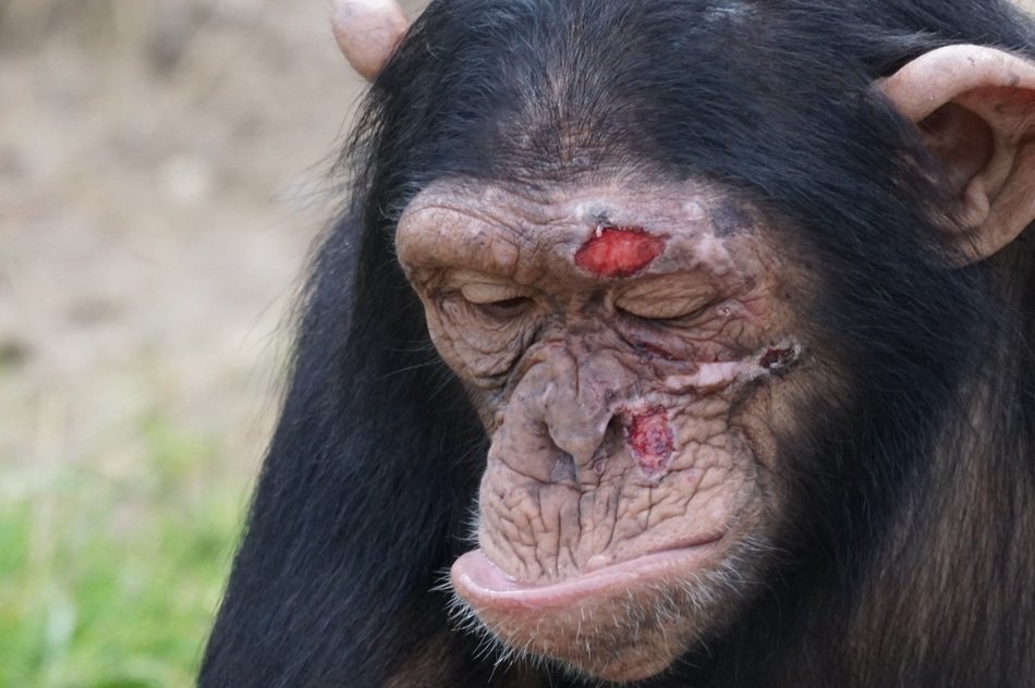 chimpanzee with injuries close up