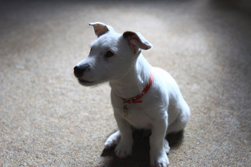 sitting jack russell