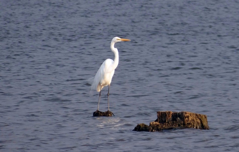 great white heron in india
