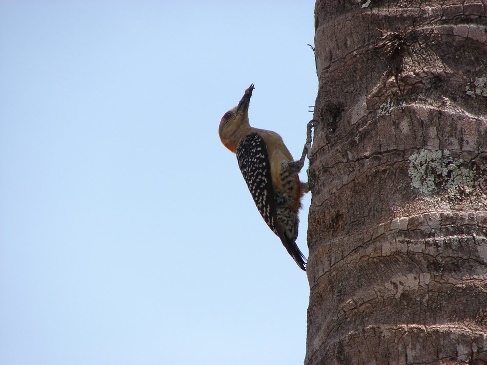 woodpecker with worm in the beak