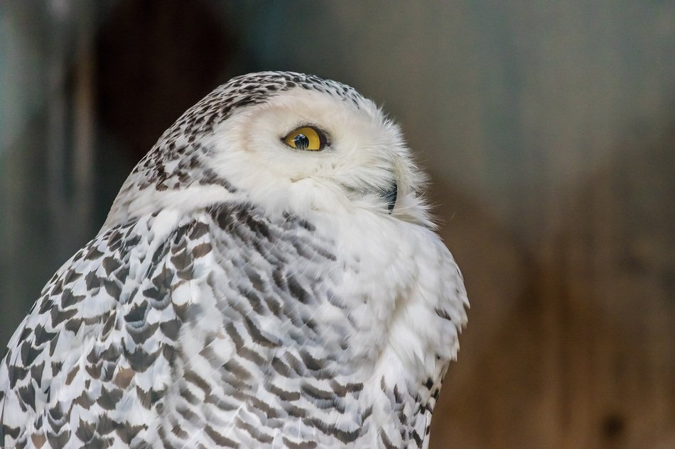 snowy owl near the wall