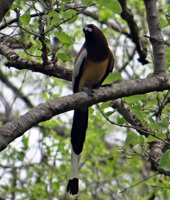 dendrocitta vagabunda on a branch