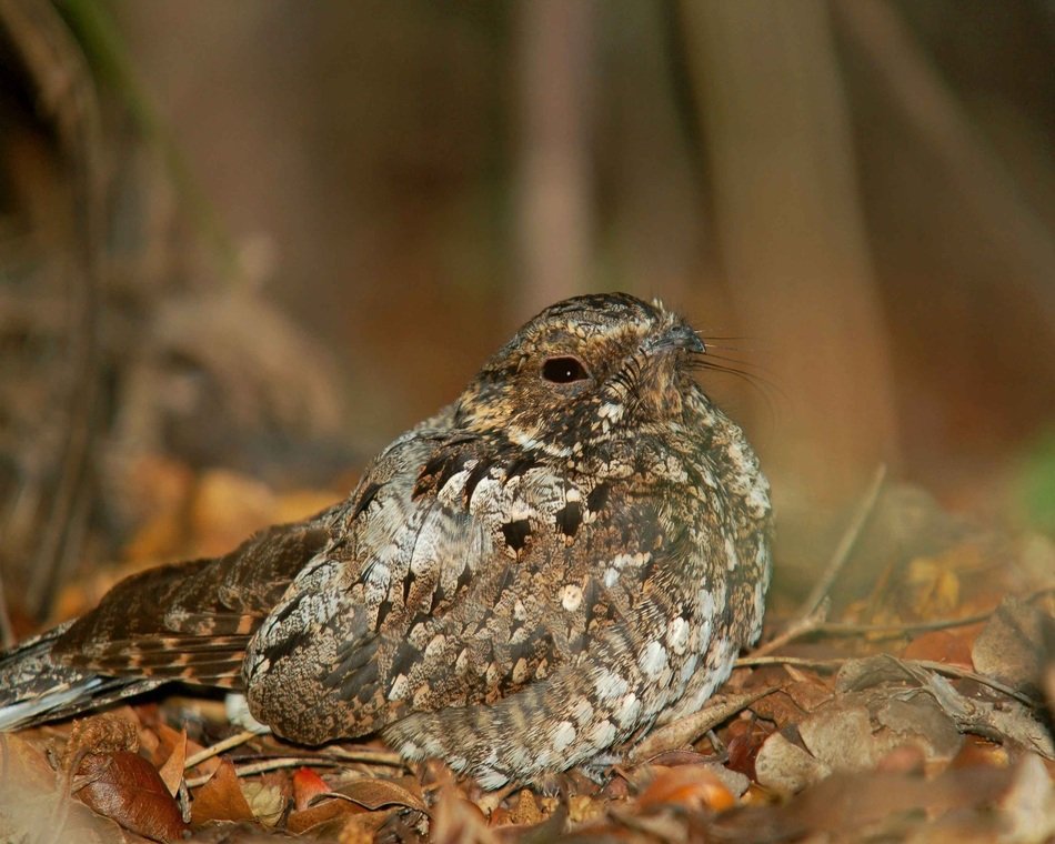 nightjar close-up on blurred background