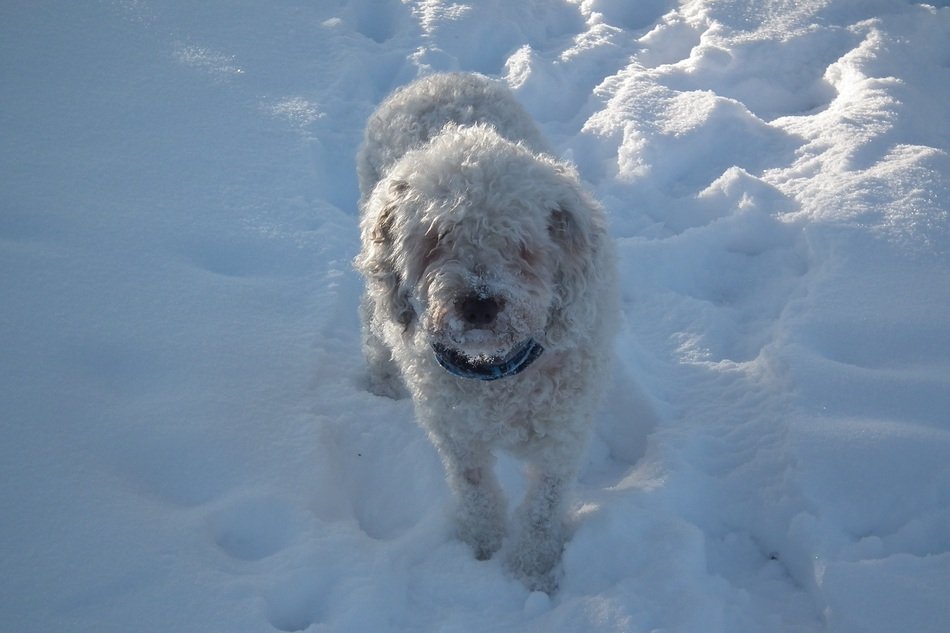 Winter Spanish dog