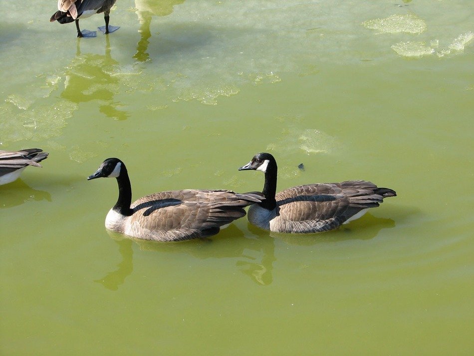 attractive Geese Mate