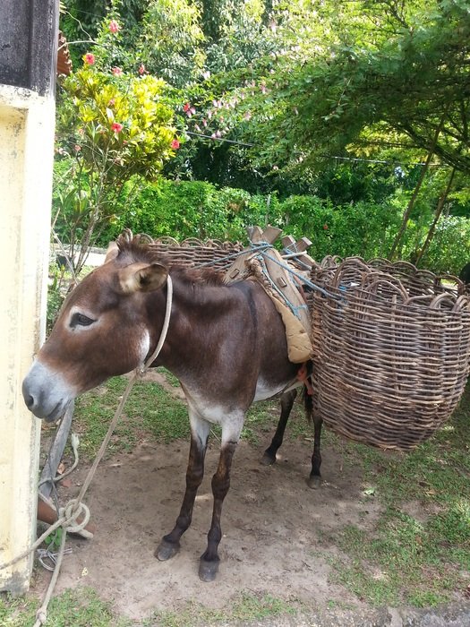 country worker donkey