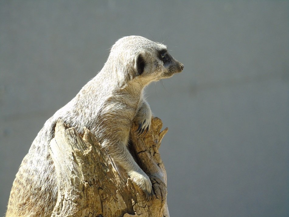 Meerkat in the wildlife