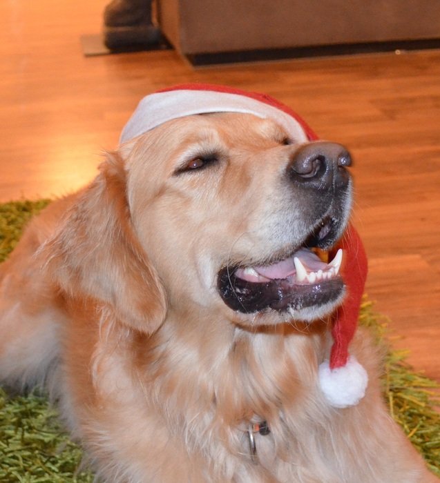 golden retriever in christmas hat