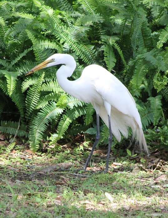 White bird in the wildlife