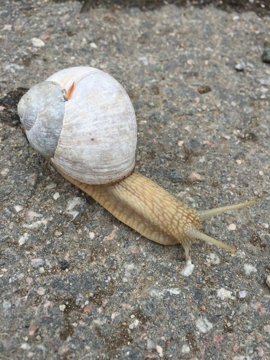 picture of the big and slow snail