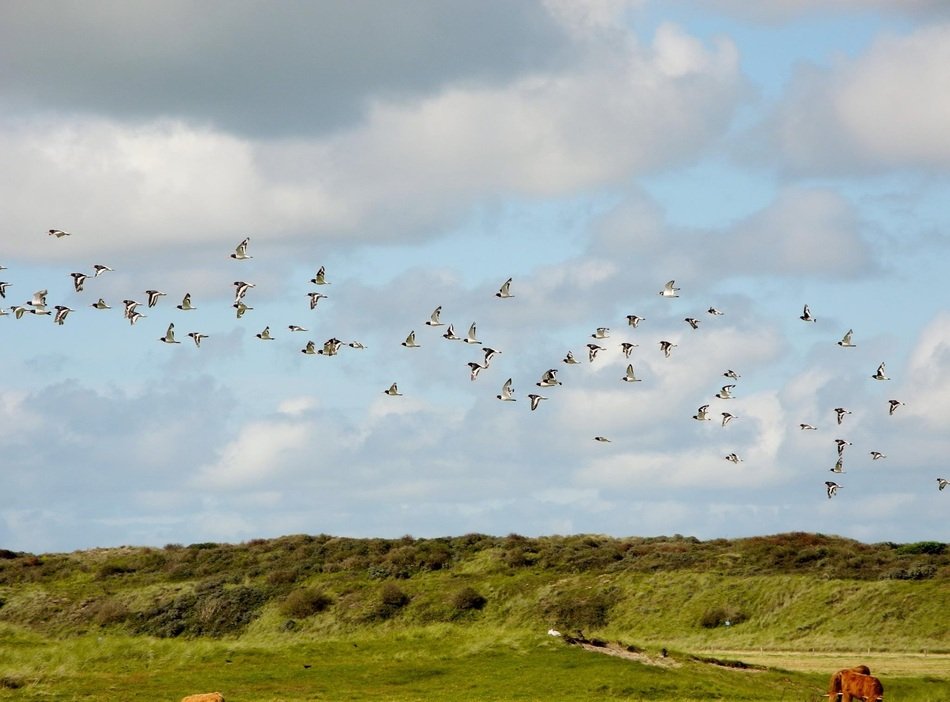 flock of birds above North Sea Island