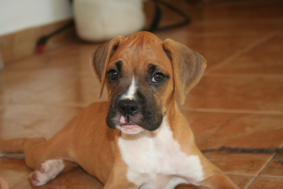 German boxer puppy