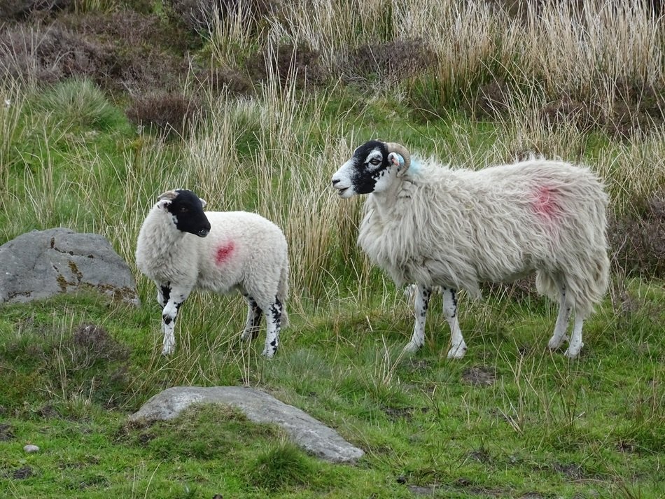 sheep in the countryside in spring