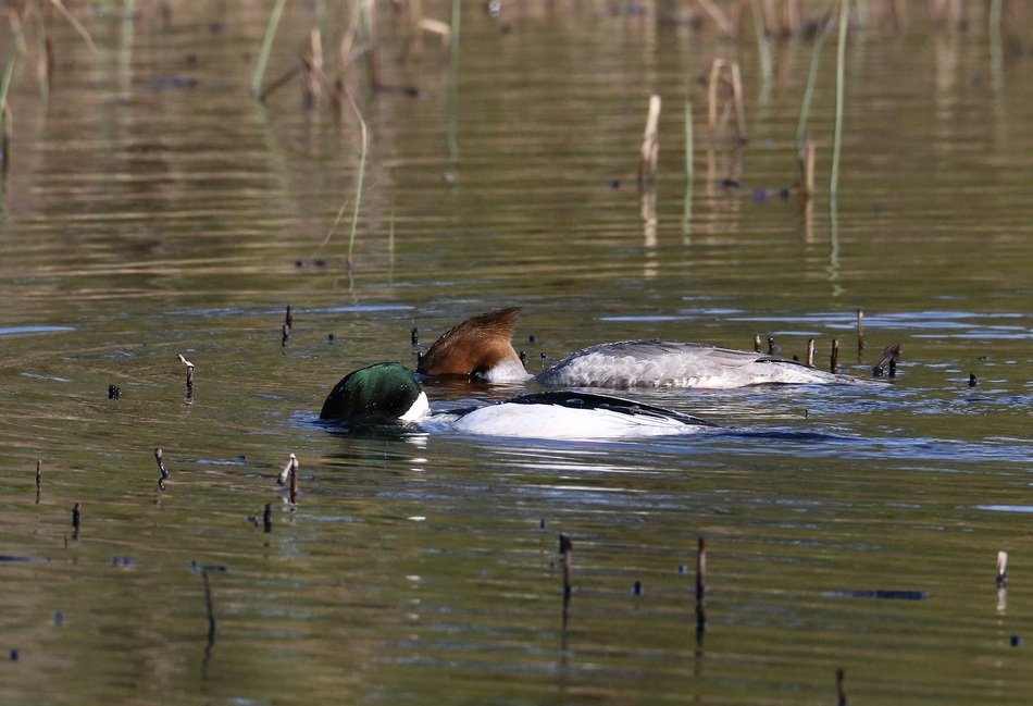 goosander dives in a pond