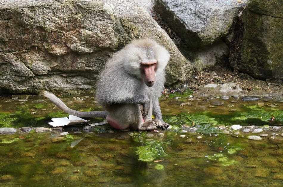 Ape Monkey by the water