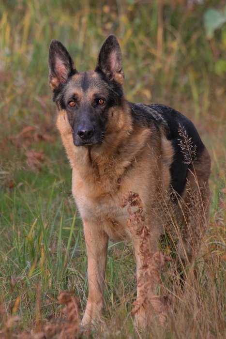 German Shepherd in the fall