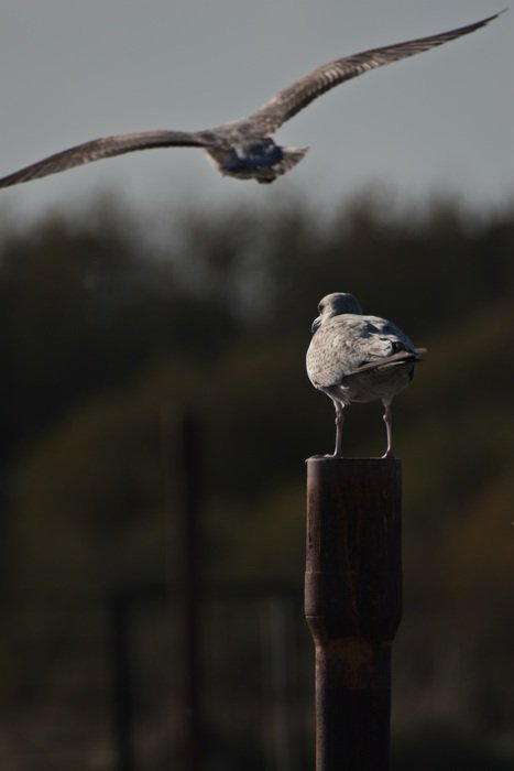 seagulls in the open air