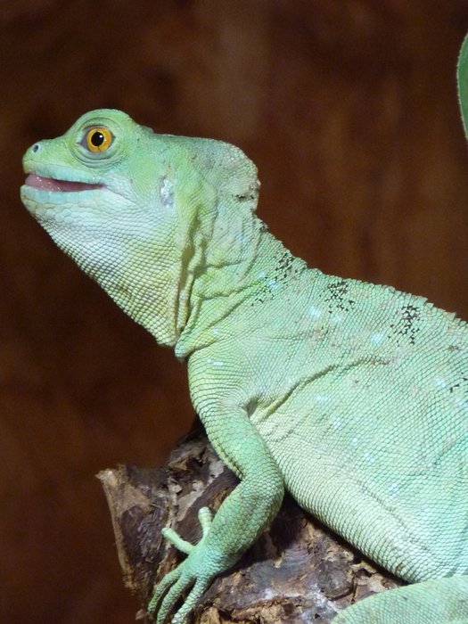chameleon in the aquarium
