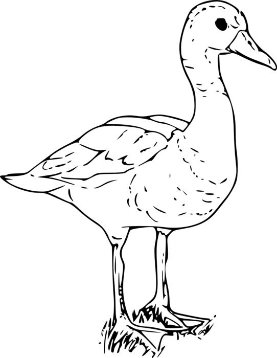 drawing of the duck