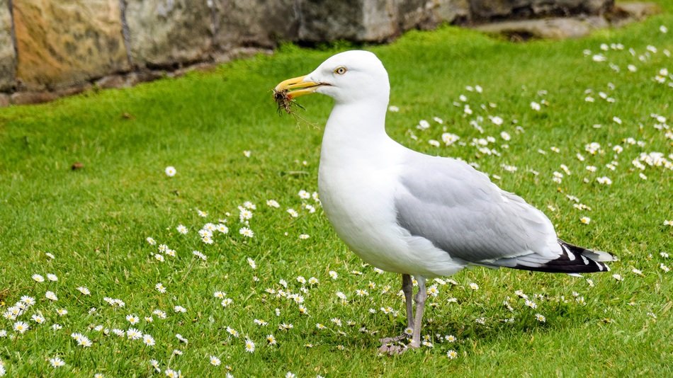 seagull in Scotland
