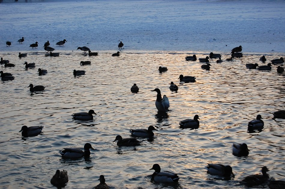 Ducks on Water in Lake scene