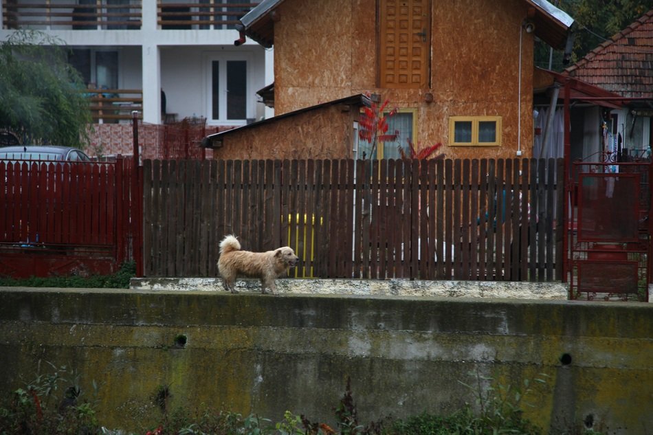 dog on the street in Romania