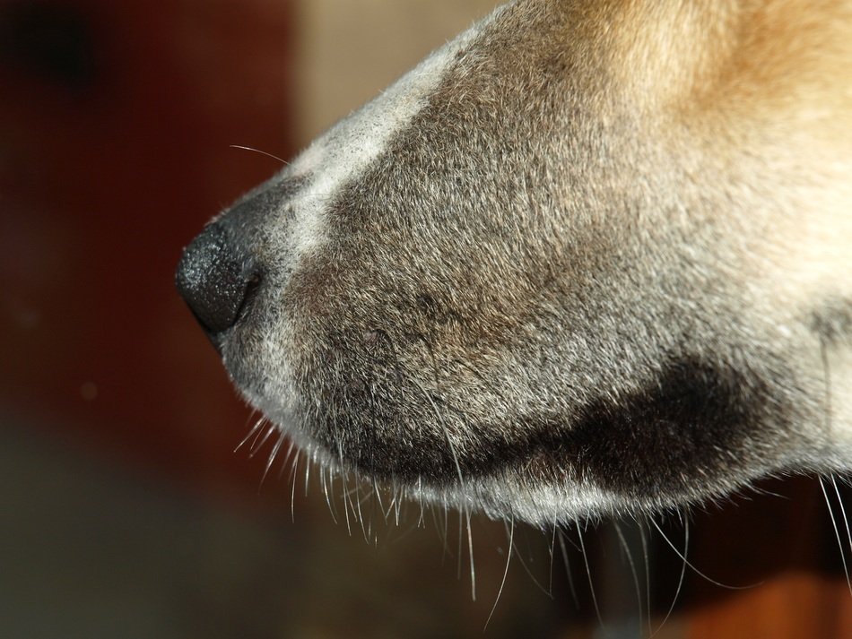 dog nose in profile close up