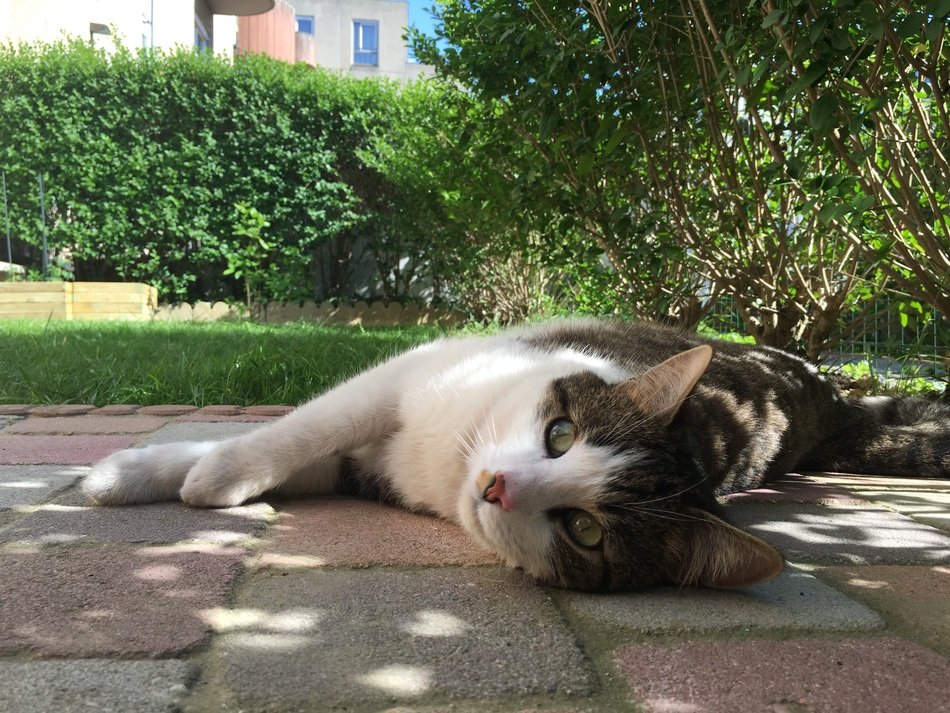 handsome Cat Lying