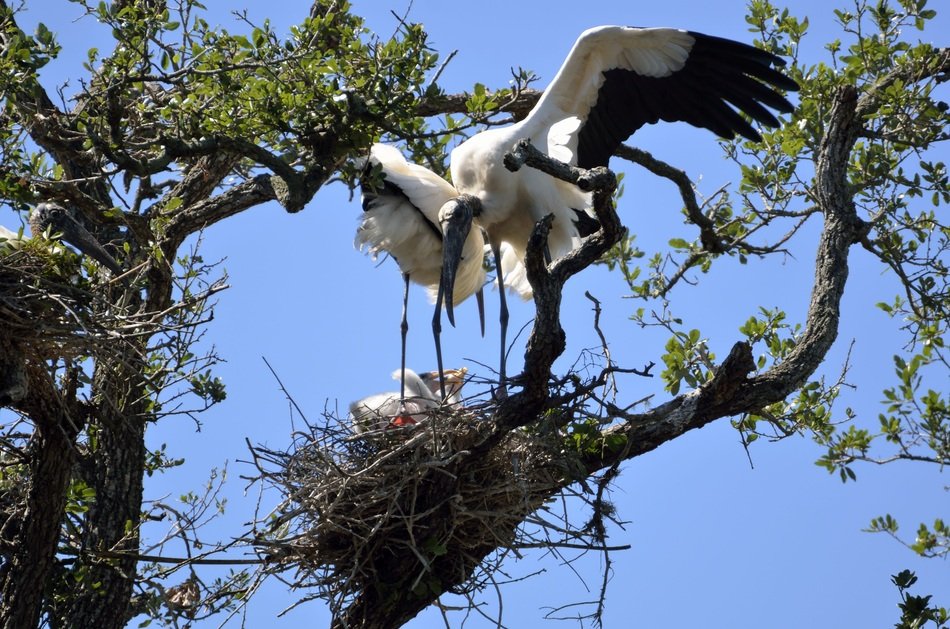 Wood Stork Nesting